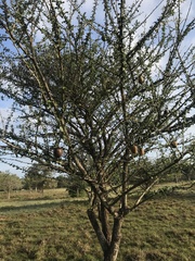 Crescentia cujete