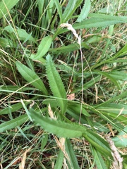 Leucanthemum × superbum