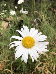 Leucanthemum × superbum
