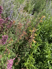 Agastache rupestris