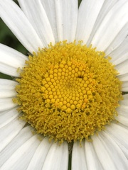 Leucanthemum × superbum