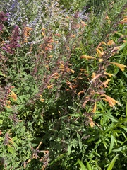 Agastache rupestris