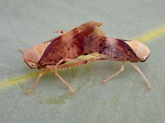 Brunotartessus fulvus