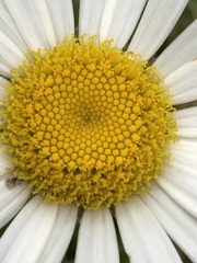 Leucanthemum × superbum