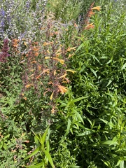 Agastache rupestris