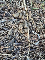 Nyctereutes viverrinus