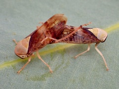 Brunotartessus fulvus