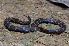 Atractus snethlageae