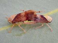 Brunotartessus fulvus