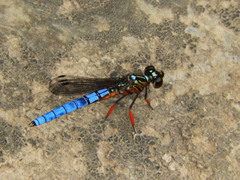 Platycypha caligata