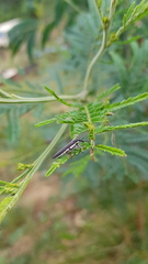 Rhinotia suturalis