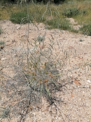Cleome angustifolia
