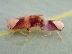 Brunotartessus fulvus