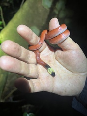 Drepanoides anomalus
