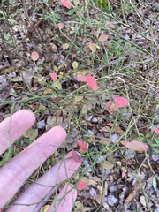 Vaccinium elliottii