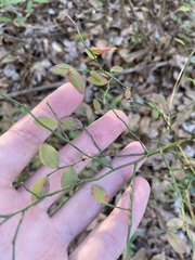 Vaccinium elliottii