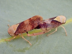 Brunotartessus fulvus