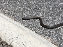 Pseudonaja affinis affinis