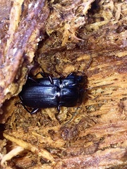 Pterostichus amethystinus