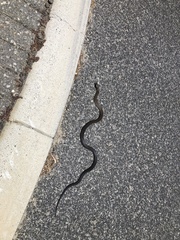 Pseudonaja affinis affinis