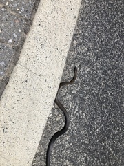 Pseudonaja affinis affinis