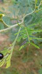 Rhinotia suturalis