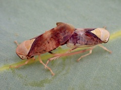 Brunotartessus fulvus