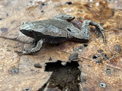 Hamptophryne boliviana