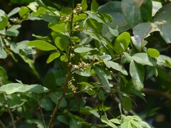 Dalbergia rubiginosa
