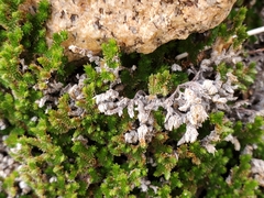 Selaginella eremophila