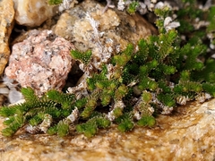 Selaginella eremophila