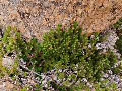 Selaginella eremophila