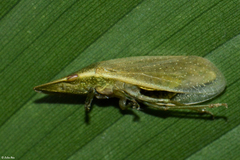Petalocephala