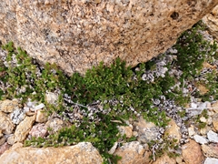 Selaginella eremophila
