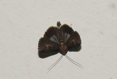 Lophoptera