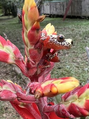 Dendropsophus triangulum