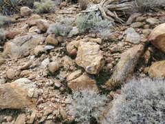 Selaginella eremophila