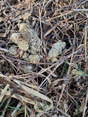 Nyctereutes viverrinus