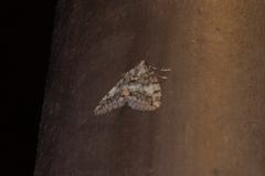 Hydriomena nubilofasciata