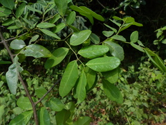 Dalbergia rubiginosa