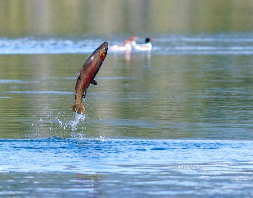 Rainbow trout (Oncorhynchus mykiss) — Salmonidae — 2