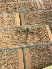 Telephlebia godeffroyi