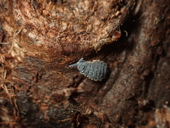 Pseudachorutinae