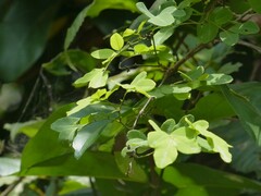Dalbergia rubiginosa