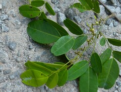 Dalbergia rubiginosa