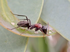 Myrmophyma