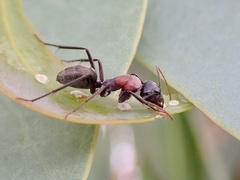 Myrmophyma