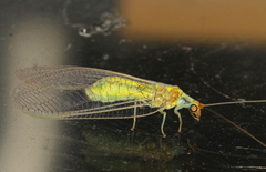 Italochrysa