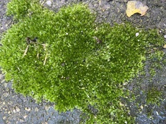 Funaria hygrometrica
