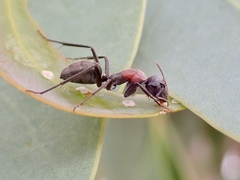 Myrmophyma
